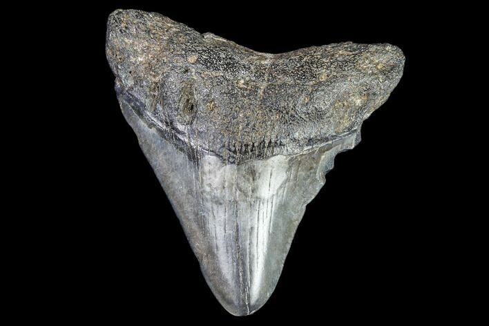 Juvenile Megalodon Tooth - Georgia #111628